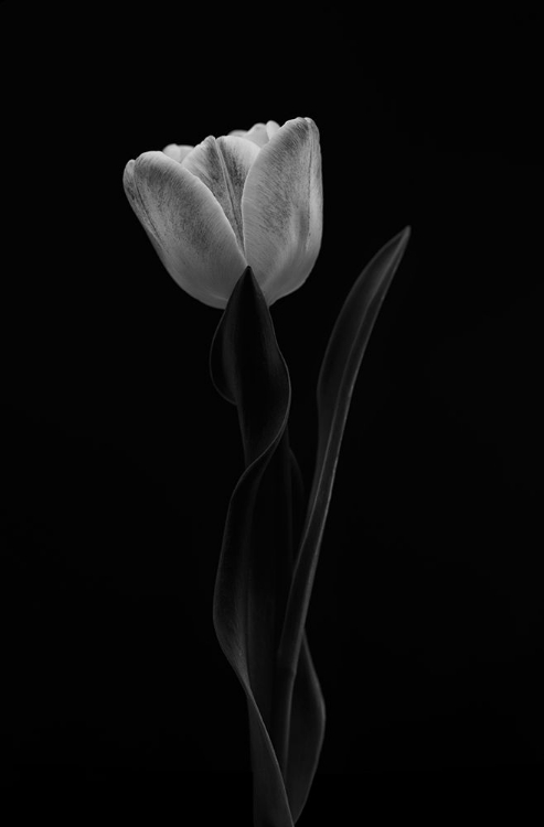 Picture of TULIP