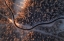 Picture of FIRST LIGHT