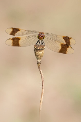 Picture of BANDED DARTER