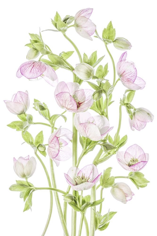 Picture of HELLEBORE