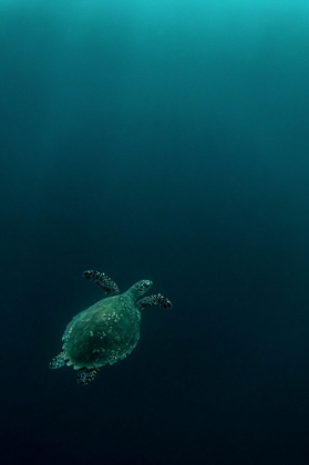 Picture of THE FLY OF THE HAWKSBILL