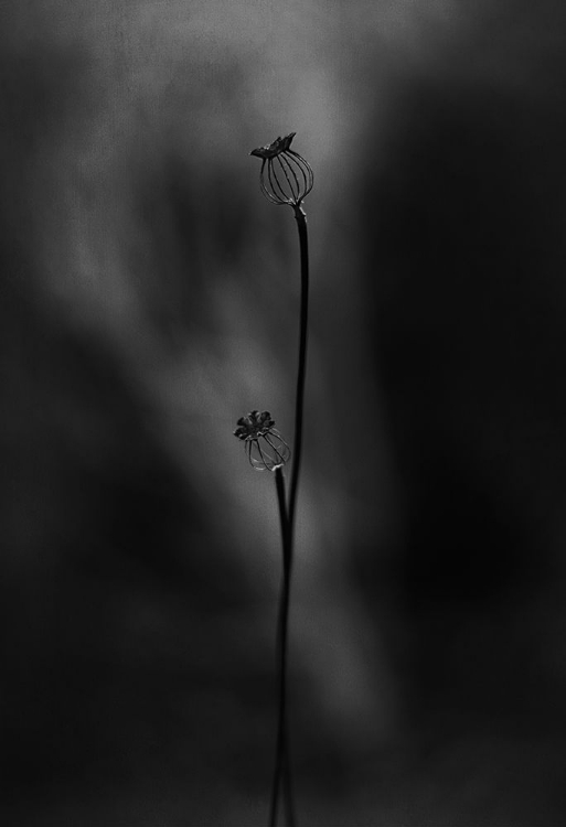 Picture of OLD POPPIES