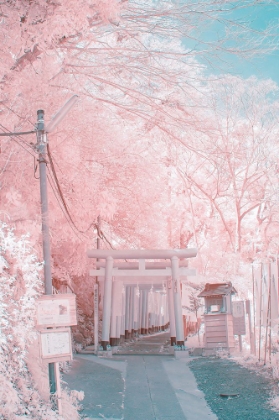 Picture of INFRARED PHOTOGRAPHY