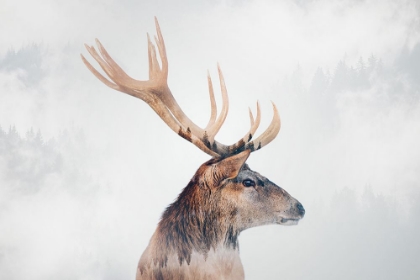 Picture of STAG