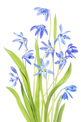 Picture of SCILLA