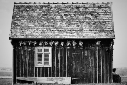 Picture of OLD SHED