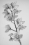 Picture of WILD ORCHID