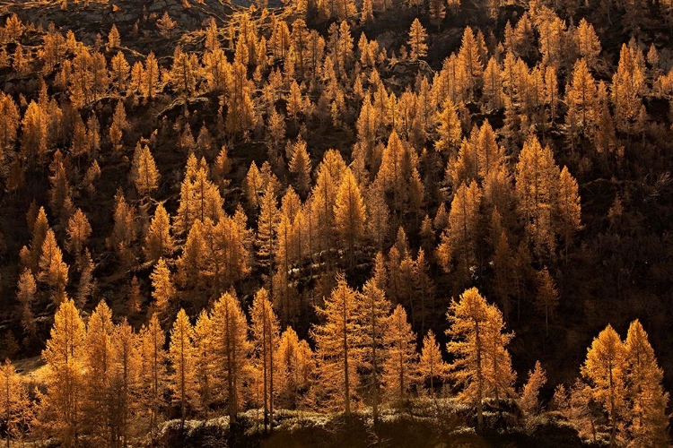 Picture of LARCHES IN AUTUMN