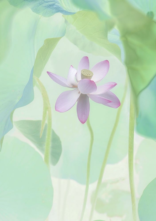 Picture of LOTUS FLOWER