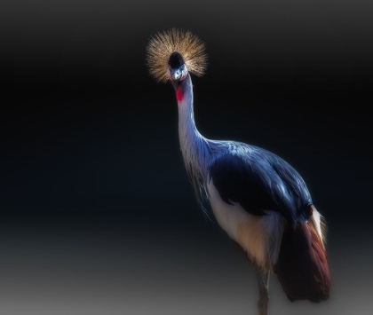 Picture of CRANE