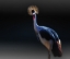 Picture of CRANE