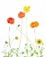 Picture of FLOWERS