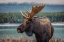 Picture of MOOSE