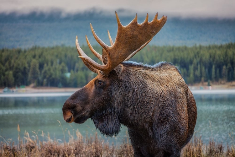 Picture of MOOSE