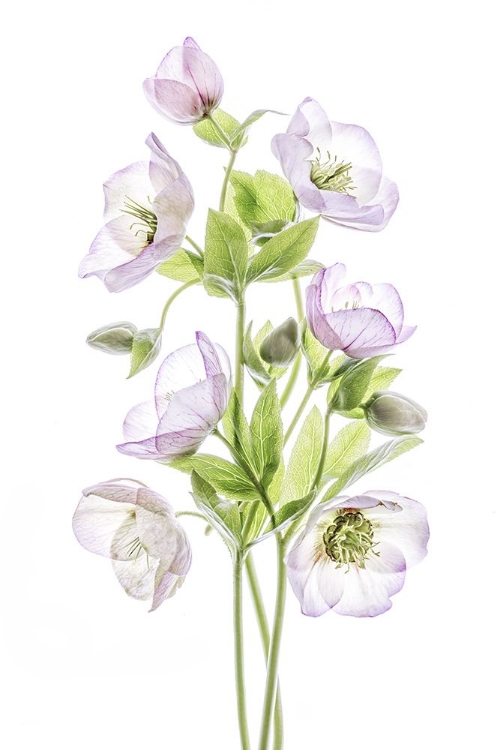 Picture of HELLEBORE