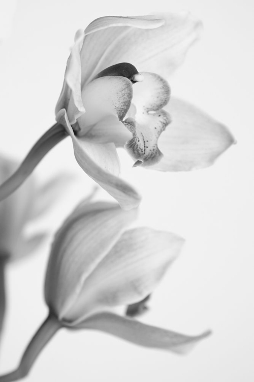 Picture of ORCHID