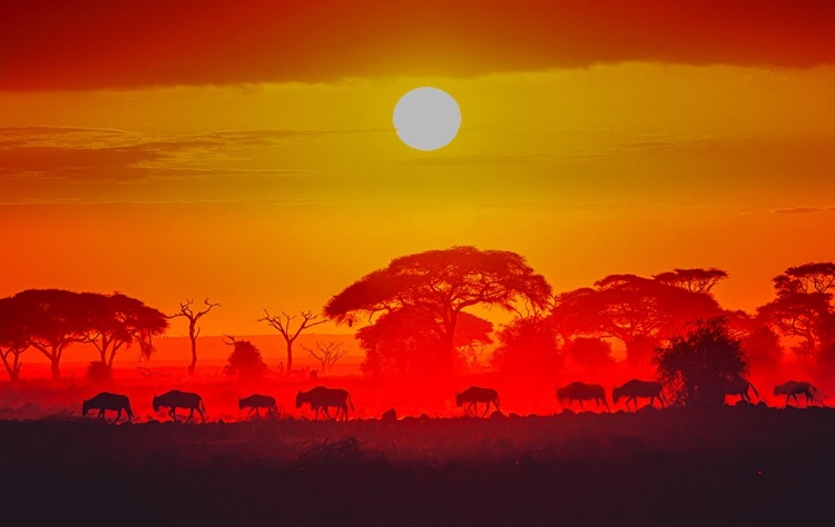 Picture of AMBOSELI SUNRISE