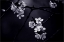 Picture of QPETITE FLEUR DE MES NUITSQ