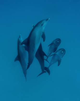 Picture of DOLPHINS 6
