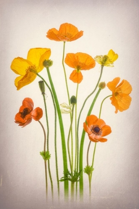 Picture of DELIGHTFUL POPPIES