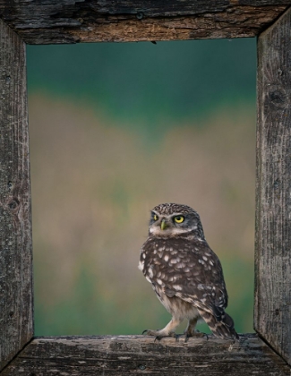 Picture of FRAMED OWL