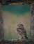 Picture of FRAMED OWL