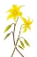 Picture of DOGTOOTH VIOLET