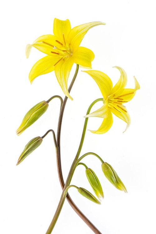 Picture of DOGTOOTH VIOLET