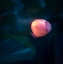 Picture of GLOW IN DARK