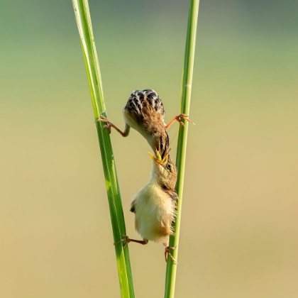 Picture of KUNGFU BIRD