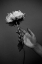 Picture of PEONY
