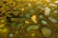 Picture of AERIAL ABSTRACT OF SMALL LAKES