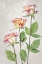 Picture of ROSES