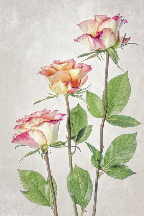 Picture of ROSES