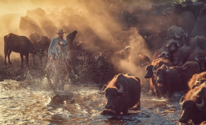 Picture of THE BUFFALO SHEPHERD