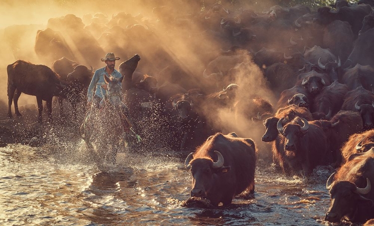 Picture of THE BUFFALO SHEPHERD