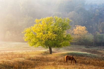 Picture of TREE OF LIFE