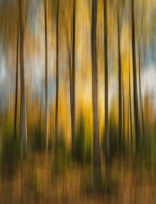 Picture of AUTUMN FOREST SHAKY