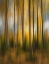 Picture of AUTUMN FOREST SHAKY
