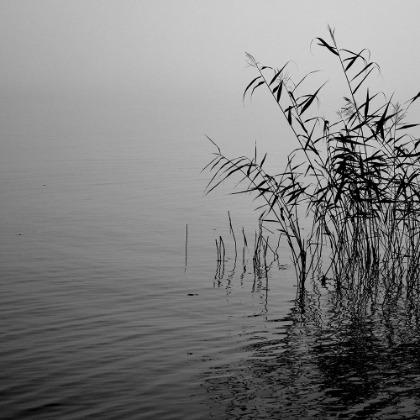 Picture of MIST OVER THE LAKE 2021