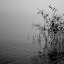 Picture of MIST OVER THE LAKE 2021