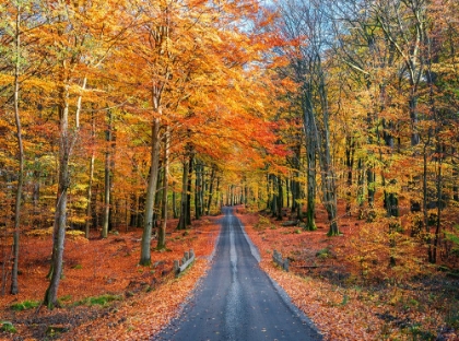 Picture of ROAD INTO AUTUMN