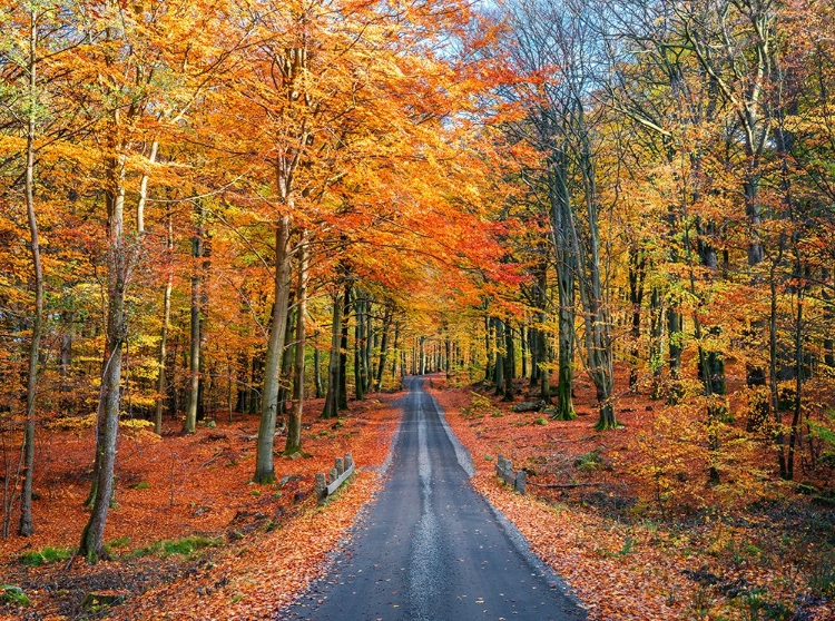 Picture of ROAD INTO AUTUMN