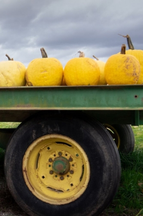 Picture of DRIVING PUMPKINS