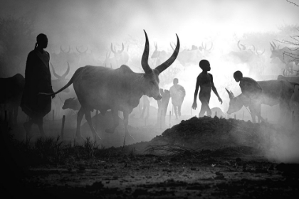 Picture of MUNDARI CATTLE CAMP