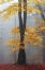 Picture of LOVING TREES