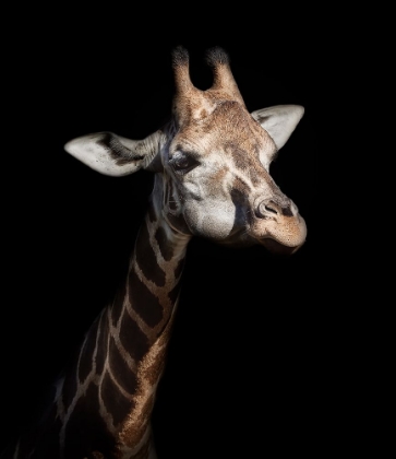 Picture of GIRAFFE IN LOW KEY