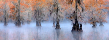 Picture of CADDO LAKE