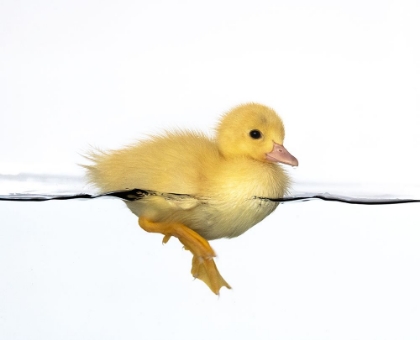 Picture of PATITO AMARILLO