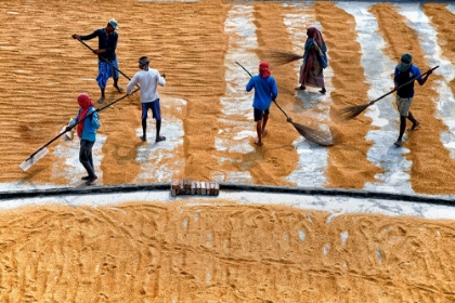 Picture of PADDY DRYING13